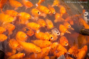 鲤鱼鱼群抢食