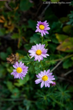 野菊花