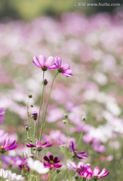 格桑花