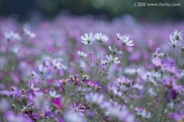 格桑花