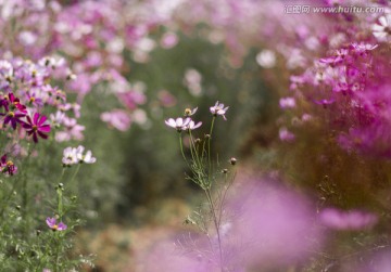 格桑花