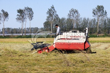 麦田收割 稻田收割 水稻收割