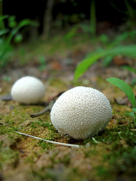 马勃 牛屎菇 白色蘑菇 微距