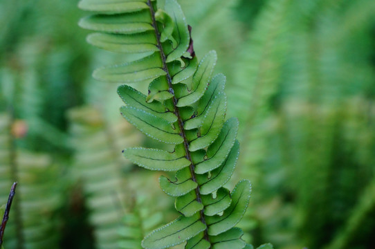 蕨类植物