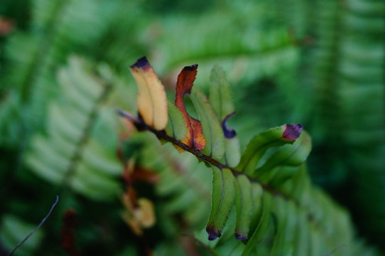 蕨类植物