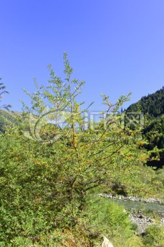 青藏高原 野生火棘植株