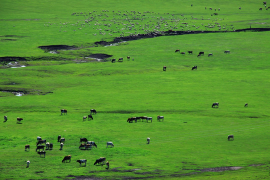 夏季草原牧场牛群羊群