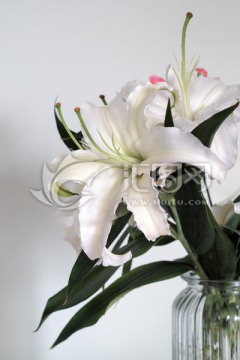 白百合 花卉特寫