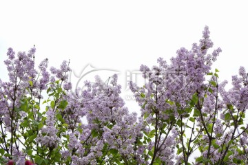 丁香花