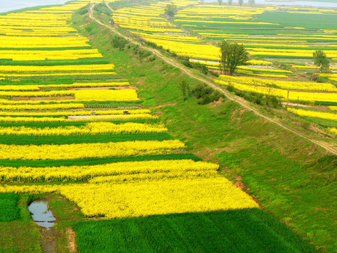 田野油菜花