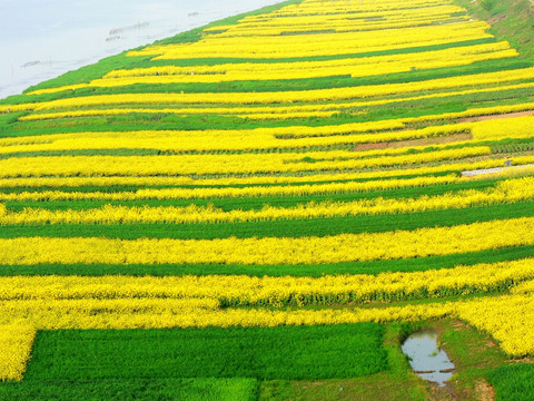 河边油菜花田