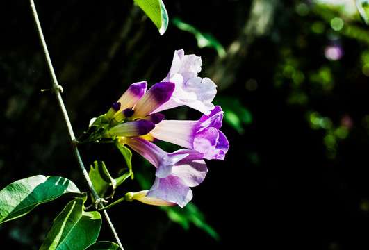 蒜香花 蒜香藤