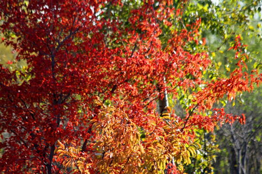 秋天 五花山 红叶 树叶 风光