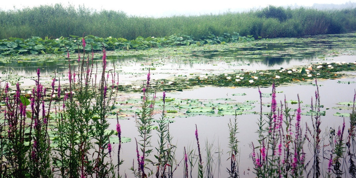 湿地  荷塘红花草