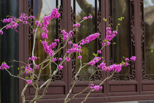 中式花窗前的紫荆花
