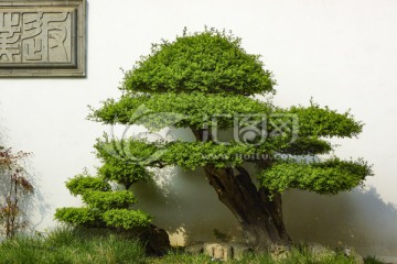 公园白蜡 大型盆景