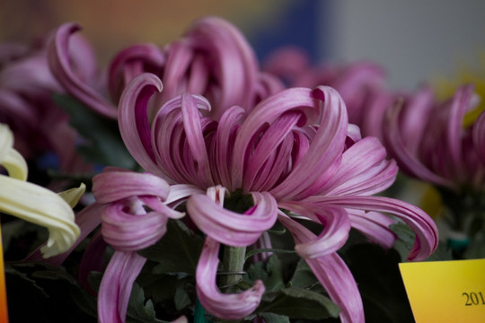 紫龙卧雪 菊花