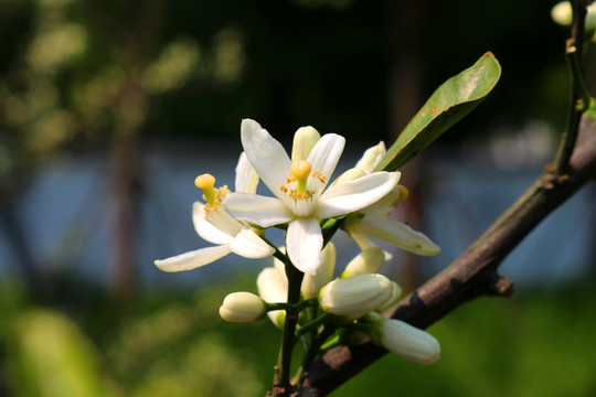 香橼花