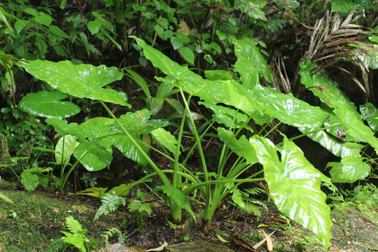 热带雨林 植物