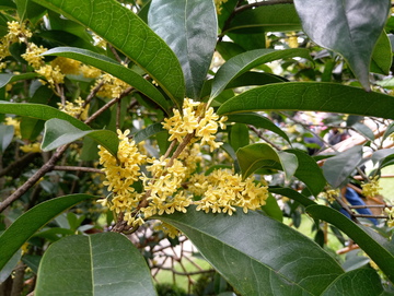 桂花素材 桂花树