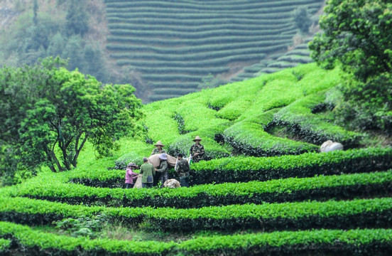 茶园采茶