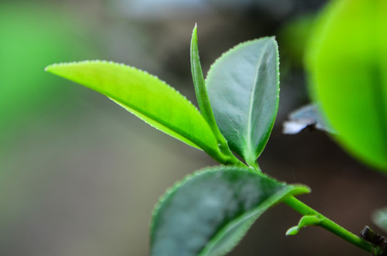 茶芽