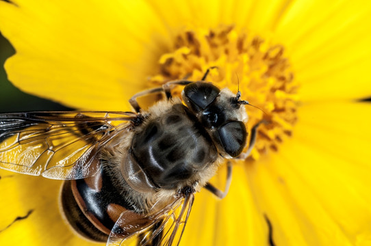 蜜蜂 采蜜 微距蜜蜂 高清蜜蜂