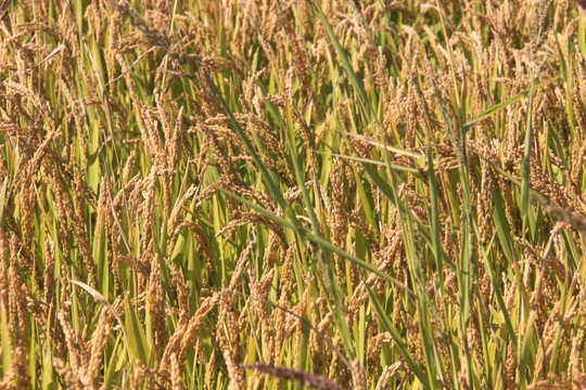 麦田 稻田 麦穗 水稻 田野