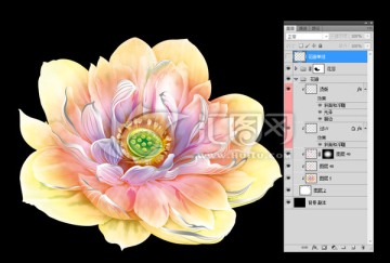 荷花 内有分层图