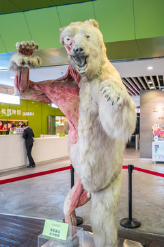北极熊标本