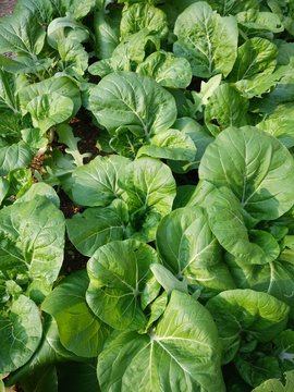 蔬菜 绿叶菜 植物 种植地