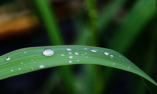 小草 绿色 雨点 水珠