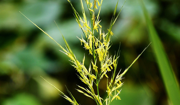 秋季 小草 小叶片 黄色