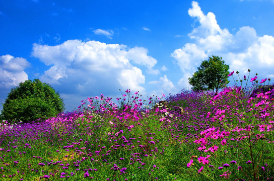 格桑花海