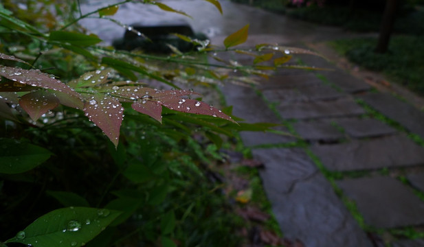 雨后小径边上的树叶