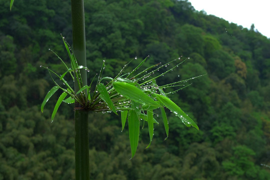 雨后清新的竹叶