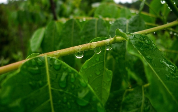 雨后清新的树叶