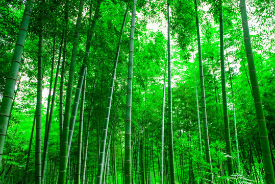 竹子 绿竹林