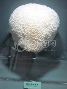 珊瑚 精巧扁脑珊瑚