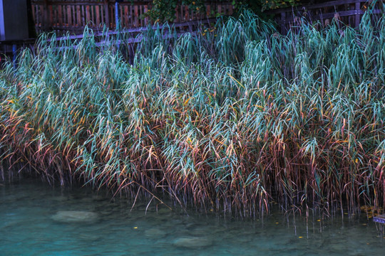 湖边水草