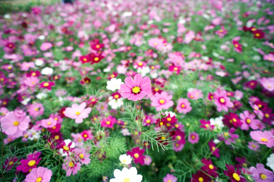 格桑花花海 菲林照片扫描