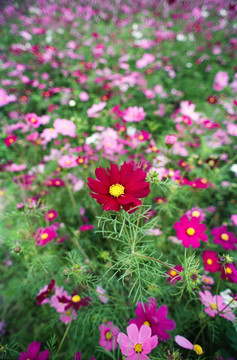 格桑花花海 菲林照片扫描