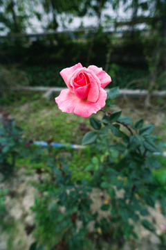 玫瑰花 菲林照片扫描