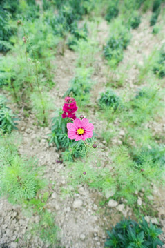 格桑花花海 菲林照片扫描