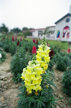 黄色花花海 菲林照片扫描