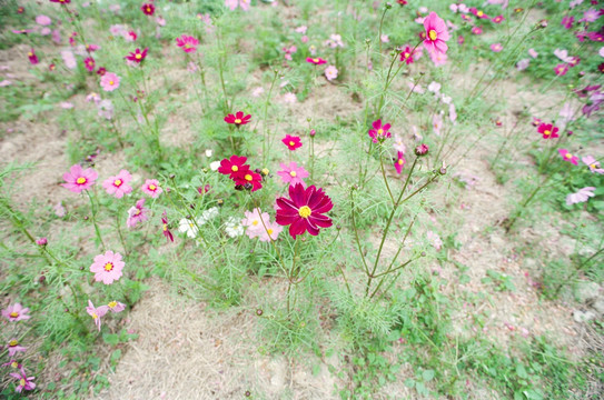 格桑花花海 菲林照片扫描