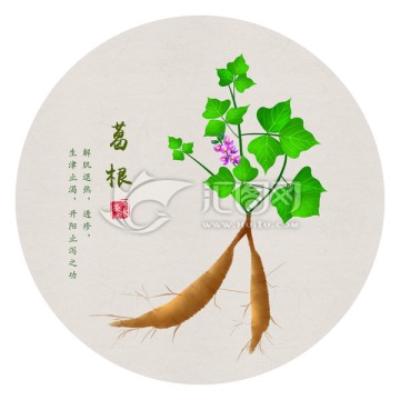 手繪葛根 葛根