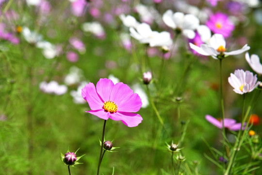 格桑花