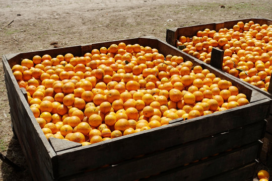 丰收的橙子
