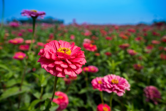 百日菊